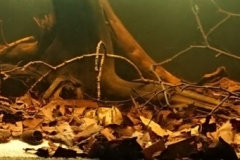 Shallow_forest_lake_near_the_igarape_Prosperitate_Brazil_1-1024x227