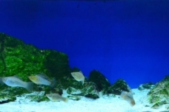 Shallow_shore_cenote_Jardin_del_Eden_Quintana_Roo_Yucatan_Mexico_1-1024x290