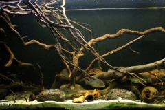 Shorline_of_Alter_do_Chao_Para_State_Brazil_1-1024x479