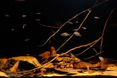 Slow_move_puddle_near_Baiyun_Mountain_in_Guangzhou_China_1-1024x657