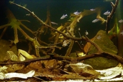 Small_creek_in_Demerara_basin_between_Georgetown_and_Linden_Guyana_1-1024x494