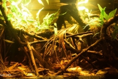 Small_creek_peat_swamp_Upper_Kapuas_river_basin_1-1024x506