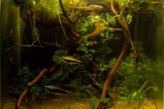 Small_current_of_the_Condoto_River_the_tributary_of_the_San_Juan_River_3