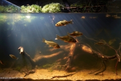 Small_forest_lake_in_the_Leningrad_region_near_the_village_of_Vartemyagi_1-1024x666