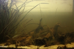 Small_pools_of_Badas_Peat_Swamp_Brunei_Darussalam_1-1024x504