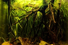 Small_stream_in_Choctaw_National_Wildlife_Refuge_Alabama_USA_1-1024x951