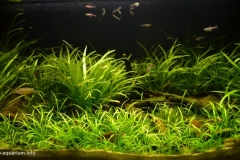 Small_water_stream_near_the_Sipapo_river_in_Venezuela_1-1024x582