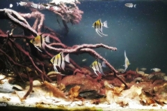 South_America_Guyana_Essequibo_River_1-1024x444