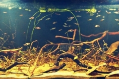 Southern_of_peninsular_Malaysia_peat_swamp_1-1024x339