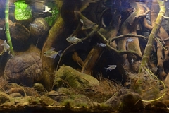 Stream_flowing_into_the_Valencia_lake_in_the_north_of_Venezuela_1-1024x409