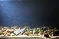 Tanganyika_Lake_sandy_biotope_of_Isanga_Bay_Zambia_1-1024x430