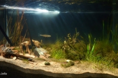 The_Gulf_of_Finland_littoral_zone_in_the_western_part_of_the_reserve_Northern_coast_of_the_Neva_Bay_1-1024x464