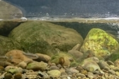 The_Middle_reaches_of_the_Fengkang_River_Daren_Township_Taitung_County_Taiwan_1-1024x173