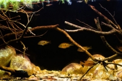 The_San_Juan_drainage_from_Pacific_coast_of_Nicaragua_Lake_1-1024x385