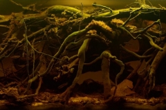 The_fabulous_world_of_Cano_Sardina_Black_Water_Columbia_1-1024x383