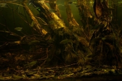 Tram_Chim_Melaleuca_forests_Dong_Thap_Province_Vietnam_1-1024x311