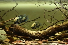 Upper_Candelaria_River_Jungle_area_near_the_River_bank_Mexico_1-1024x323