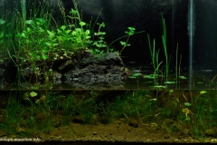 Valley_of_Silence_A_refuge_for_Mexcalpique_Girardinichthys_sp_Ocoyoacac_State_of_Mexico_Mexico_1-1024x654