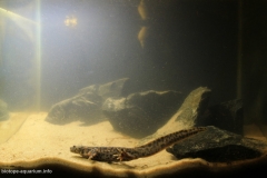 Valmayor_reservoir_stony_shallow_water_Madrid_1-1024x671