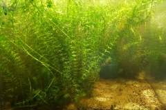 Vegetated_margin_of_Lake_Inle_Shan_state_Myanmar_1-1024x759