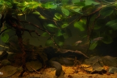 Waterlogged_forest_pond_in_the_territory_of_the_Pacaya_Samiria_National_Reserve_Peru_1-1024x431