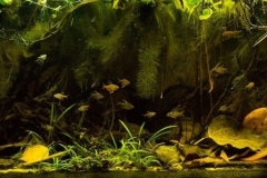 West_coast_of_Cocha_Yarima_Lake_the_Rio_Nanay_oxbow_Peru_1-1024x298