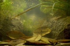 Western_coast_of_the_former_Hiko_island_the_remains_of_Chalco_Lake_1-1024x369