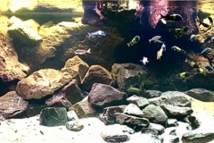 Where_the_sand_meets_the_rocks_in_lake_Tanganykia_1-1024x341