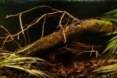 A_small_clearwater_forest_brook_emptying_into_igarape_Yavuari_Brazil_1-1024x204 A_small_clearwater_forest_brook_emptying_into_igarape_Yavuari_Brazil_1-1024x204