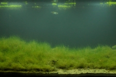 A_stream_on_private_property_habitat_for_Girardinichthys_multiradiatus_El_Pedregal_Ocoyoacac_Mexico_1-1024x390 A_stream_on_private_property_habitat_for_Girardinichthys_multiradiatus_El_Pedregal_Ocoyoacac_Mexico_1-1024x390