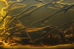 Afternoon_of_sun_in_Rio_Negro_in_the_community_Santa_Isabel_do_Rio_Negro_Barcelos_Amazonas_Brazil_1-1024x298 Afternoon_of_sun_in_Rio_Negro_in_the_community_Santa_Isabel_do_Rio_Negro_Barcelos_Amazonas_Brazil_1-1024x298