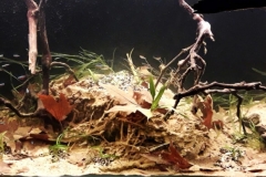 Amazon_Rio_Negro_1-1024x388 Amazon_Rio_Negro_1-1024x388