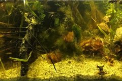 Autumn_in_biotope_Jojkic_s_Dunavac_is_a_natural_entity_with_a_living_world_specific_to_Serbia_1-e1539065521259-1024x383 Autumn_in_biotope_Jojkic_s_Dunavac_is_a_natural_entity_with_a_living_world_specific_to_Serbia_1-e1539065521259-1024x383