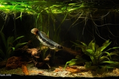 Backwater_in_a_forest_channel_of_the_Putumayo_River_basin_Colombia_1-1024x506 Backwater_in_a_forest_channel_of_the_Putumayo_River_basin_Colombia_1-1024x506