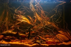 Backwater_of_the_Barito_River_the_northern_outskirts_of_Buntok_Kalimantan_1-1024x577 Backwater_of_the_Barito_River_the_northern_outskirts_of_Buntok_Kalimantan_1-1024x577