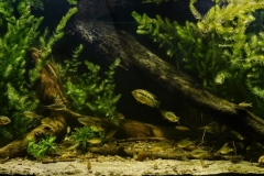 Banks_of_the_El_Espinillo_creek_in_the_dry_season_Magdalena_Buenos-Aires_Argentina_1-1024x384 Banks_of_the_El_Espinillo_creek_in_the_dry_season_Magdalena_Buenos-Aires_Argentina_1-1024x384