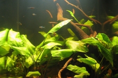 Black_water_stream_Sungai_Nibong_Sibu_District_Sarawak_Malaysia_1-1003x1024 Black_water_stream_Sungai_Nibong_Sibu_District_Sarawak_Malaysia_1-1003x1024