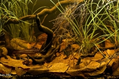 Blackwater_peat_swamp_near_Muar_Malaysia_1-1-1024x502 Blackwater_peat_swamp_near_Muar_Malaysia_1-1-1024x502