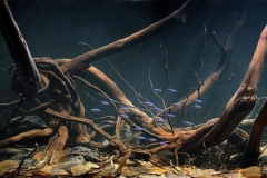 Brazil_Rio_Negro_flooded_forest_at_the_source_of_a_small_igarape_in_Cambeua_1-1024x358 Brazil_Rio_Negro_flooded_forest_at_the_source_of_a_small_igarape_in_Cambeua_1-1024x358