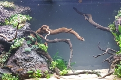 Brunei_River_1-1024x404 Brunei_River_1-1024x404