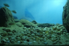 Cape_Kabogo_Tanganyika_Lake_Tanzania_1-1024x383 Cape_Kabogo_Tanganyika_Lake_Tanzania_1-1024x383