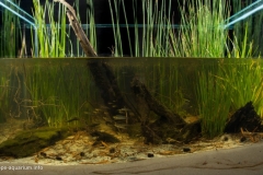 Carland_Creek_on_the_border_of_Cooloola_National_Park_in_South_East_Queensland_Australia_1-1024x608 Carland_Creek_on_the_border_of_Cooloola_National_Park_in_South_East_Queensland_Australia_1-1024x608