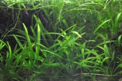 Coastal_area_in_Itenez_Bolivian_Guapore_1-1024x351 Coastal_area_in_Itenez_Bolivian_Guapore_1-1024x351