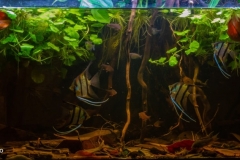 Coastal_part_of_blackwater_river_in_Rio_Ampiyacu_drainage_Peru_1-1024x421 Coastal_part_of_blackwater_river_in_Rio_Ampiyacu_drainage_Peru_1-1024x421