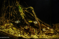 Coastal_waters_of_the_Kapas_River_in_the_dry_season_of_Harapan_Rainforest_in_Jambi_Sumatra_1-1024x596 Coastal_waters_of_the_Kapas_River_in_the_dry_season_of_Harapan_Rainforest_in_Jambi_Sumatra_1-1024x596