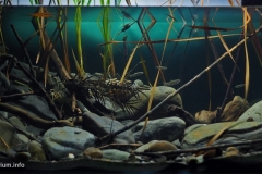 Confluence_between_Jhuoshuei_River_and_its_major_tributary_Qingshui_River_near_Ershui_and_Zhushan_Township_Taiwan_1-1024x504 Confluence_between_Jhuoshuei_River_and_its_major_tributary_Qingshui_River_near_Ershui_and_Zhushan_Township_Taiwan_1-1024x504