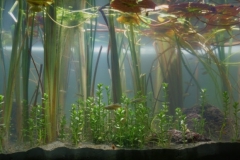 Cuitzeo_lake_near_riverside_Ejido_las_Trojes_Mexico_1-1024x386 Cuitzeo_lake_near_riverside_Ejido_las_Trojes_Mexico_1-1024x386