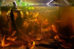 Drying_part_of_the_Tonle_Sap_lake_near_the_village_of_Kampong_Phluk_Cambodia_1-1024x772 Drying_part_of_the_Tonle_Sap_lake_near_the_village_of_Kampong_Phluk_Cambodia_1-1024x772