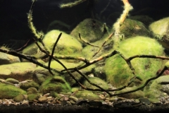 Eastern_middle_reach_of_Tung_Chung_River_Lantau_Island_Hong_Kong_1-1024x394 Eastern_middle_reach_of_Tung_Chung_River_Lantau_Island_Hong_Kong_1-1024x394