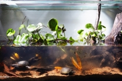 Everglades_Park_wetland_Florida_USA_1-1024x481 Everglades_Park_wetland_Florida_USA_1-1024x481